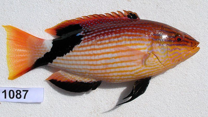 File:Bodianus loxozonus JNC1087.JPG