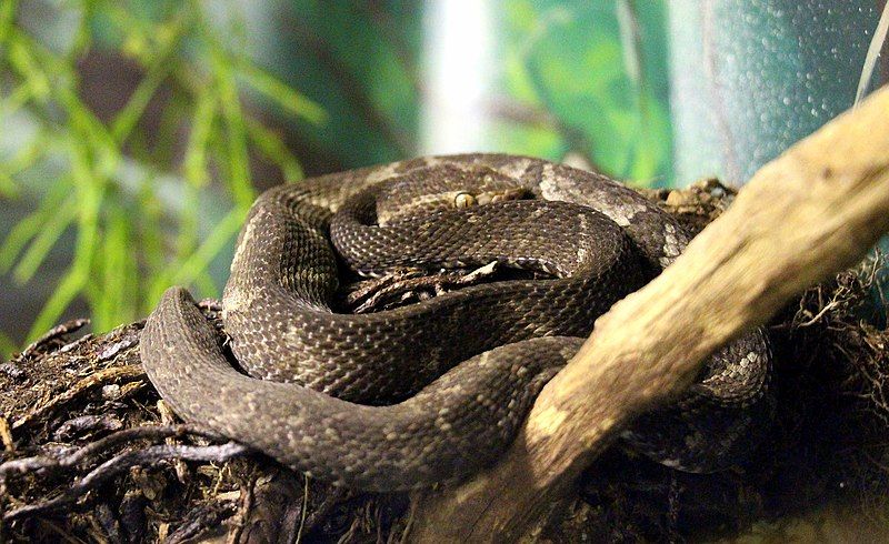 File:Bothrops alcatraz.jpg