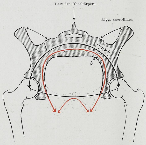 File:Braus 1921 236.png