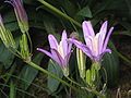 Brodiaea californica close-up flowers