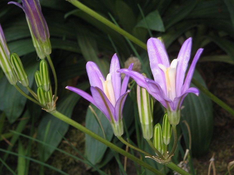 File:Brodiaea californica008.jpg