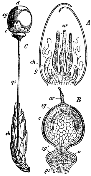 File:Bryophyta 13.png