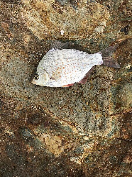 File:Calico surfperch.jpg