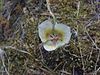 The crinite mariposa lily (Calochortus coxii)