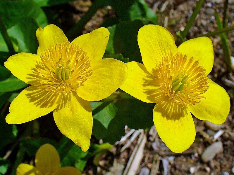 File:Caltha palustris 003.JPG