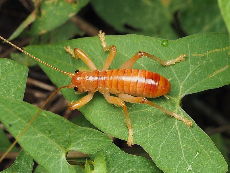 File:Camptonotus carolinensis 224571459.jpg