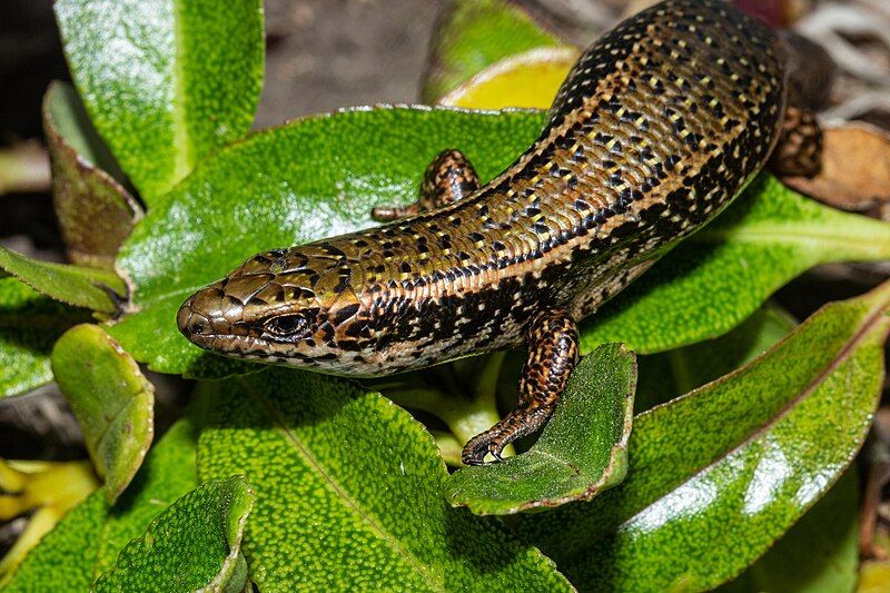 File:CanterburySpottedSkink.jpg