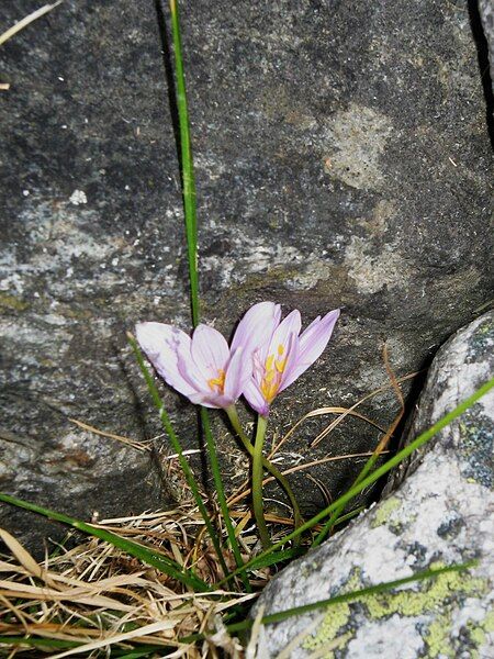 File:Colchicum alpinum3.jpg