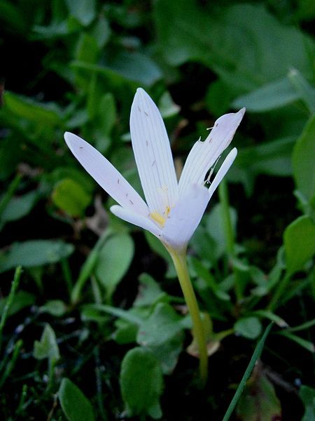 File:Colchicum alpinum flower1.jpg