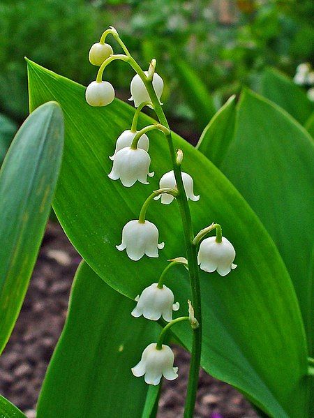 File:Convallaria majalis 0002.JPG