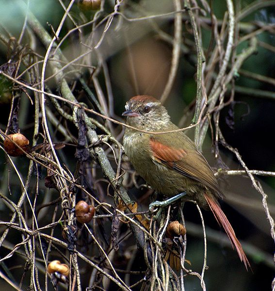 File:Cranioleuca pallida.jpg