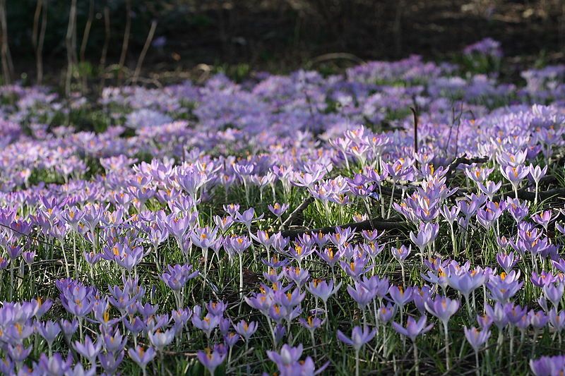 File:Crocus(loz).JPG