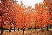 Trees in the municipal park in the village center