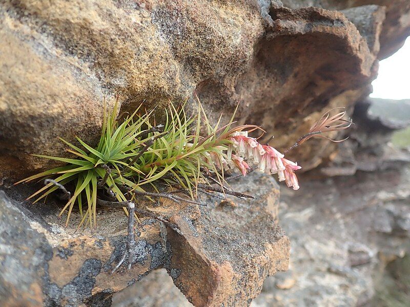 File:Dracophyllum secundum habit.jpg