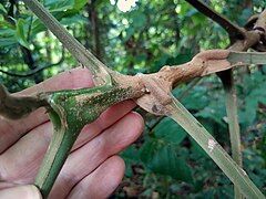 Stout petioles attached to the twig