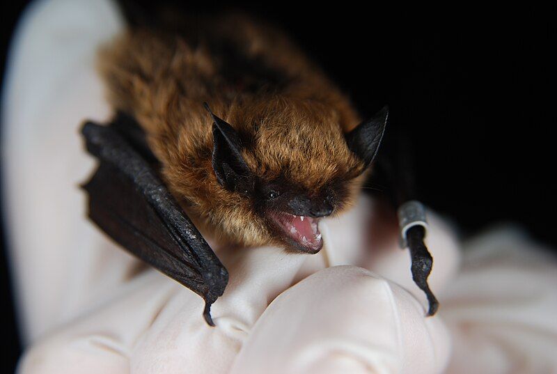 File:Eastern small-footed bat.jpg