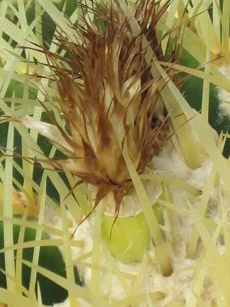 File:Echinocactus grusonii 13.JPG