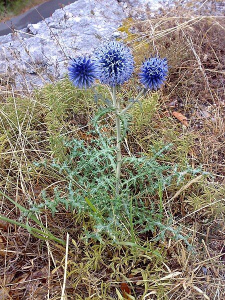 File:Echinops ritro 01.jpg