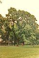 Ulmus japonica by Coronation Walk, The Meadows, 1989[29]