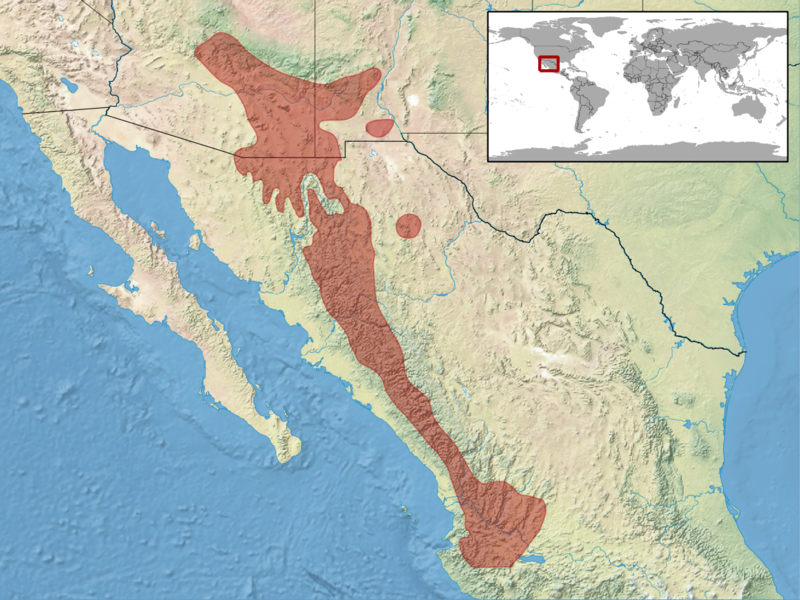 File:Elgaria kingii distribution.png