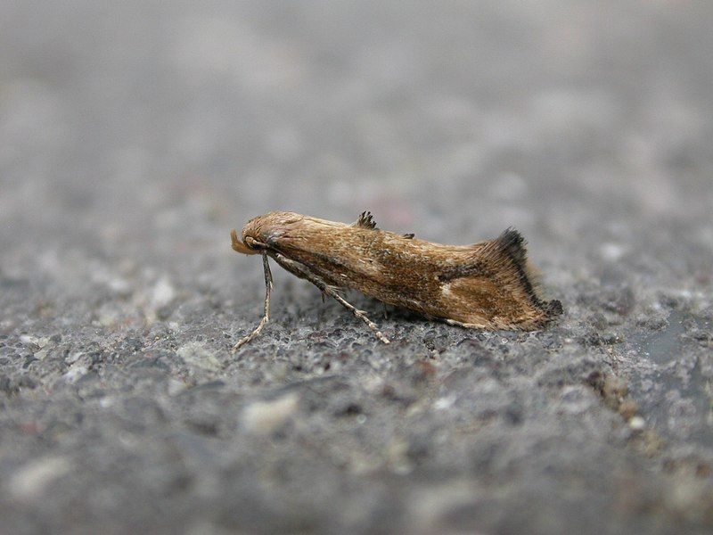 File:Epermenia illigerella.jpg