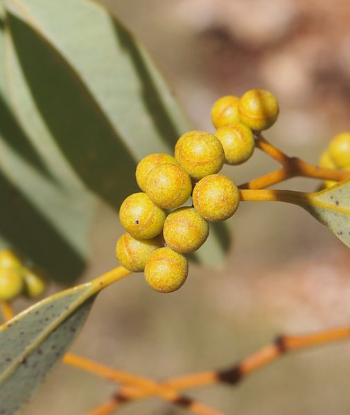 File:Eucalyptus leucophloia buds.jpg