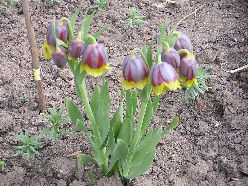 File:Fritillaria michailovskyi1.JPG