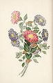 China Asters, 1817