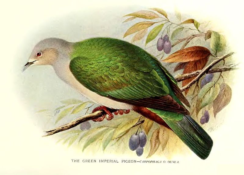 File:GreenImperialPigeon.jpg