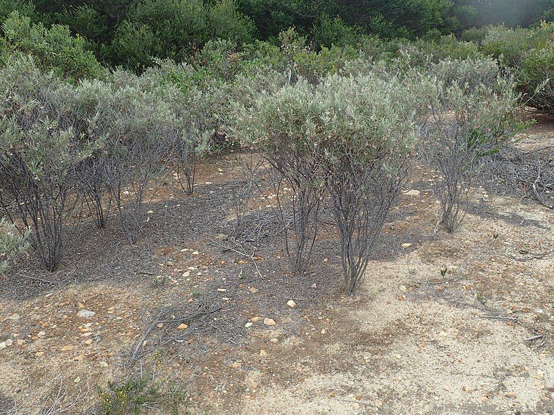 File:Guichenotia ledifolia habit.jpg