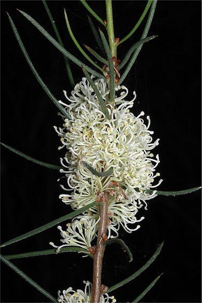 File:Hakea candolleana.jpg