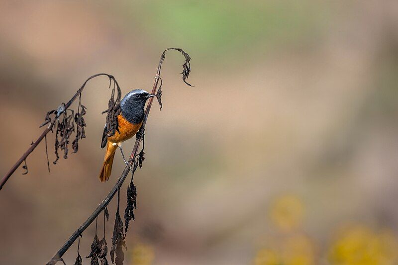 File:Hodgson's-Redstart.jpg