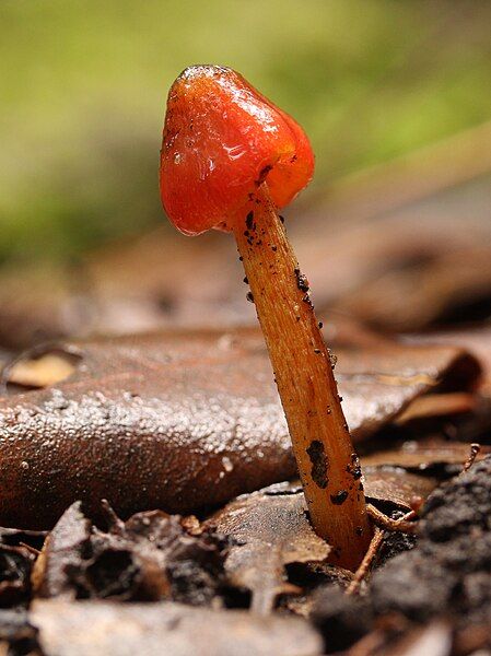 File:Hygrocybe astatogala Ferndale.jpg