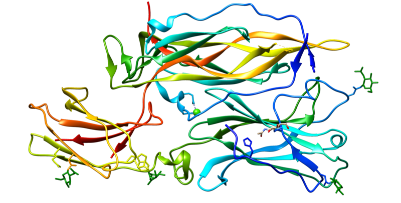 File:IL24 protein.png