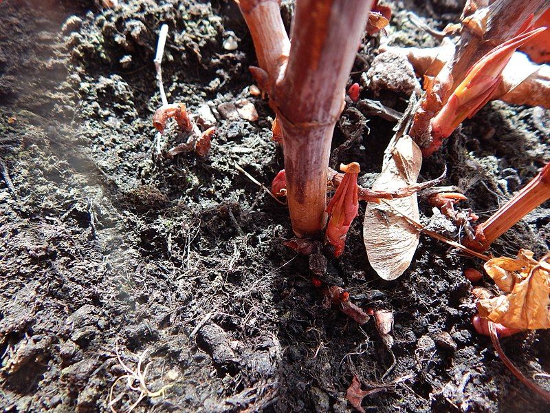 File:Japanese knotweed.jpg