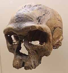 Jebel Irhoud 1. Homo sapiens, dated close to 300,000-315,000 years old