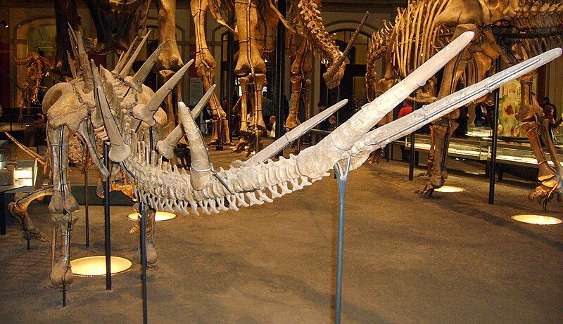 File:Kentrosaurus tail.jpg