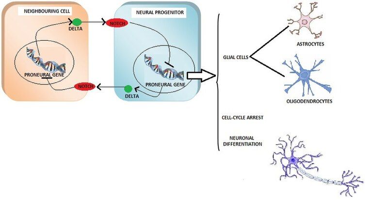 File:Lateral inhibition process.jpg