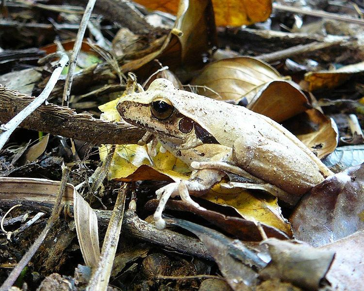 File:Litoria nigrofrenata.jpg