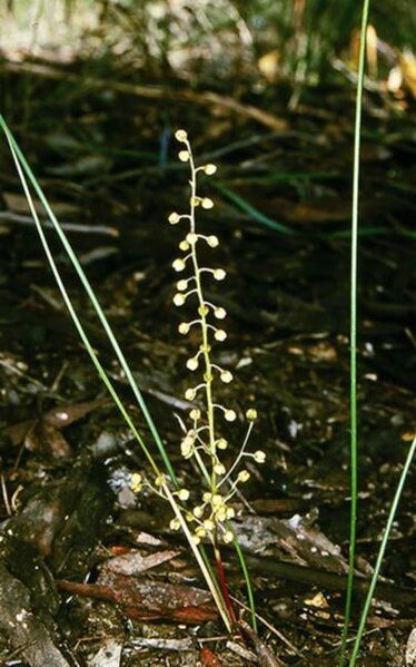 File:Lomandra cylindrica.jpg