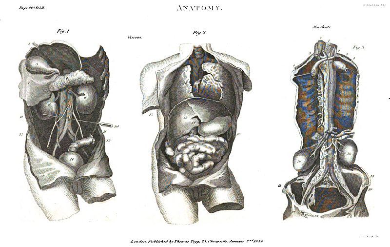 File:LondonEncycV2Anatomy6.jpg