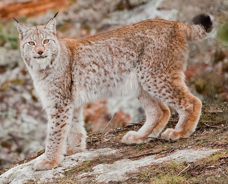 File:Lynx lynx (geypa)-cropped.jpg