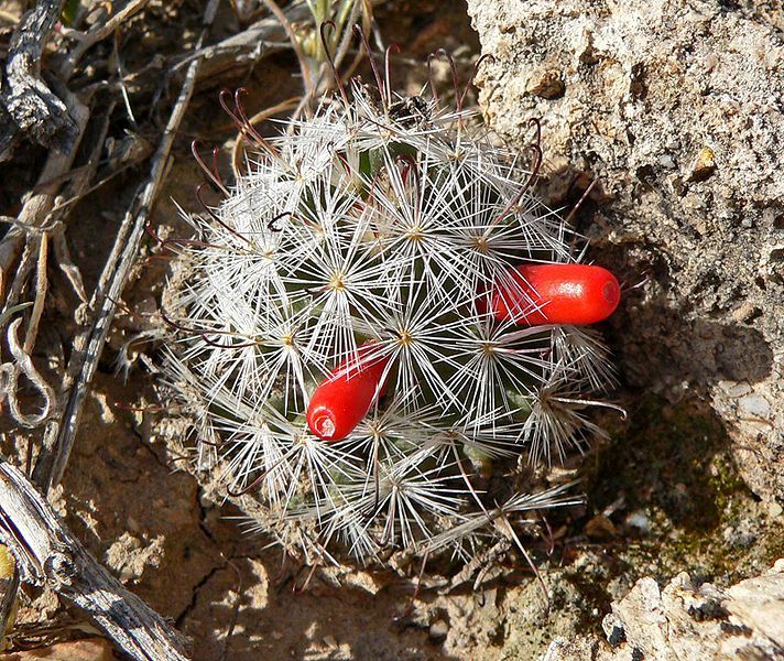 File:Mammillaria tetrancistra 1.jpg