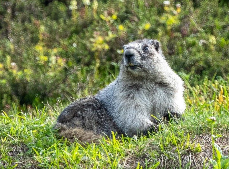 File:Marmot day.jpg