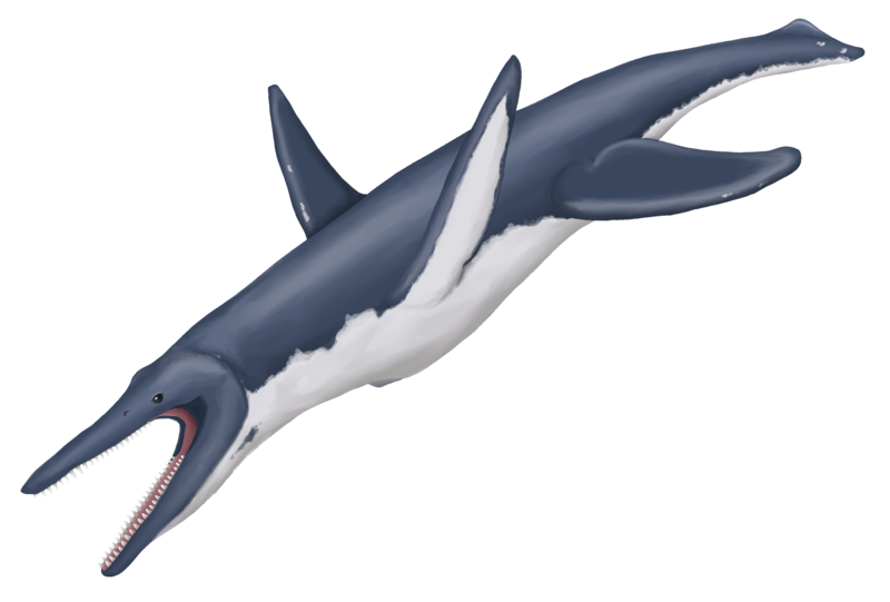 File:Megacephalosaurus eulerti MP.png