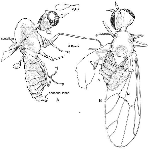 File:Microburmyia analvena.jpg