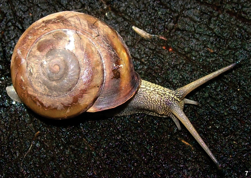 File:Minaselates paradoxa.png