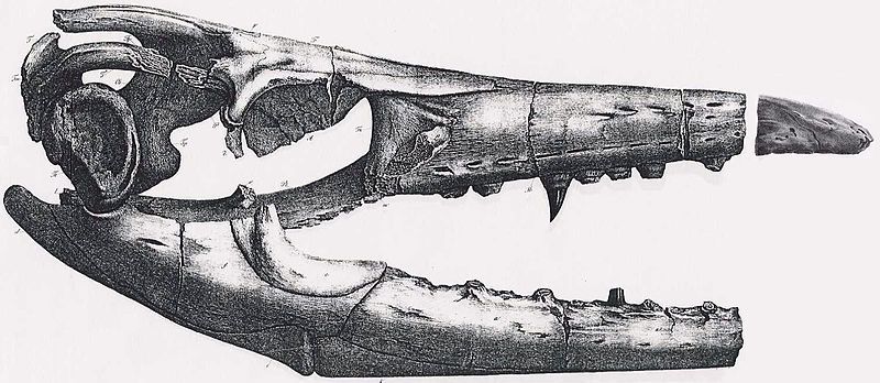 File:Mosasaurus missouriensis.jpg