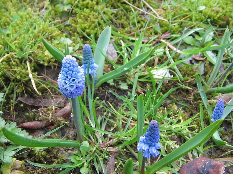 File:Muscari azureum5.jpg