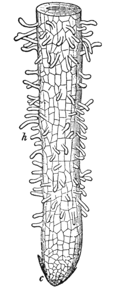 File:NSRW Root-Tip.png